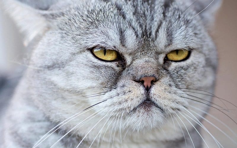 female cat with tough name