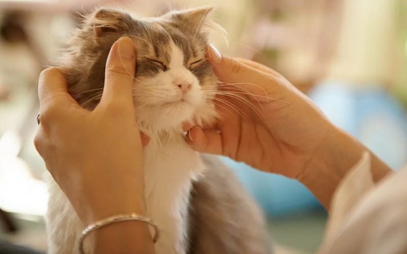 owner giving cat massage