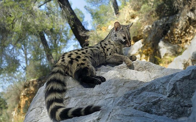Genetta cat breed