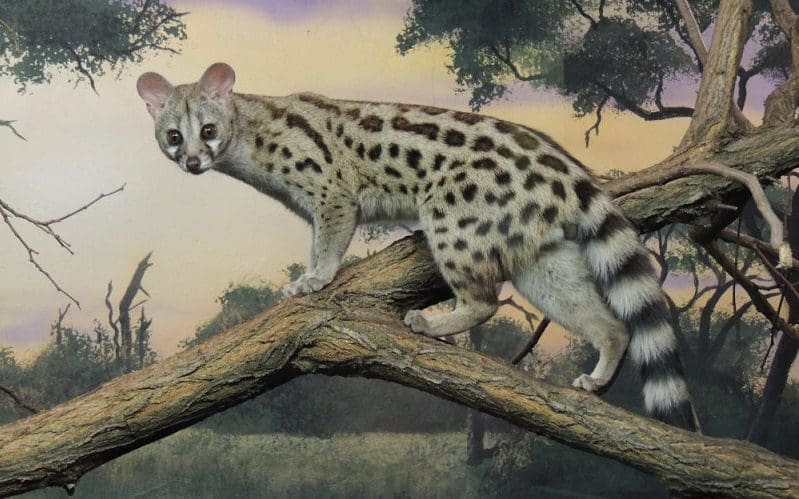Genetta cat