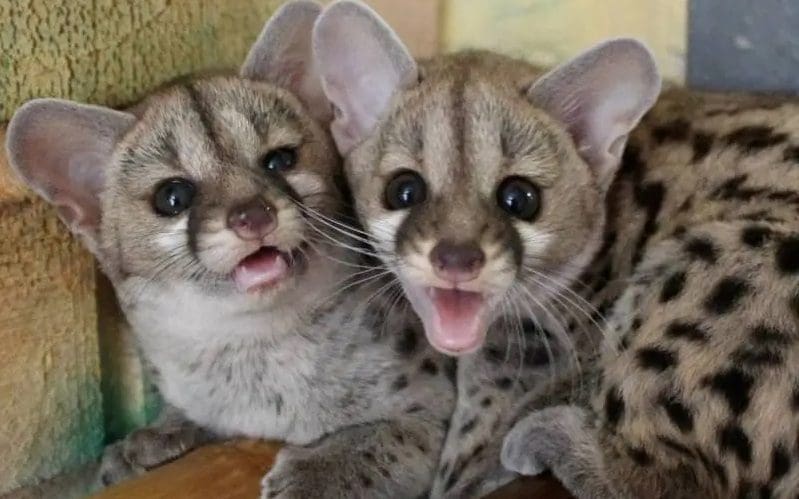 Genetta kittens playing together