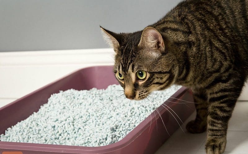 Paper Cat Litter: Gentle on Paws, Gentle on the Environment 6 cat using paper cat litter