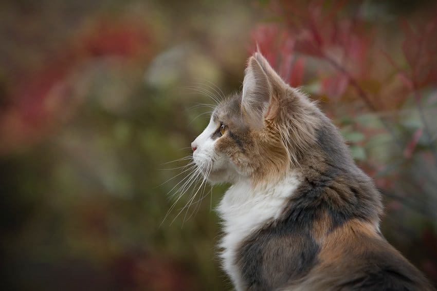 100 Aesthetic Cat Names for Your Beautiful Kitty