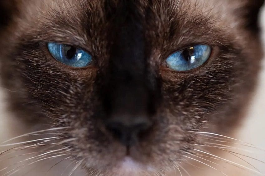 100 Beautiful Blue Eyed Cat Names