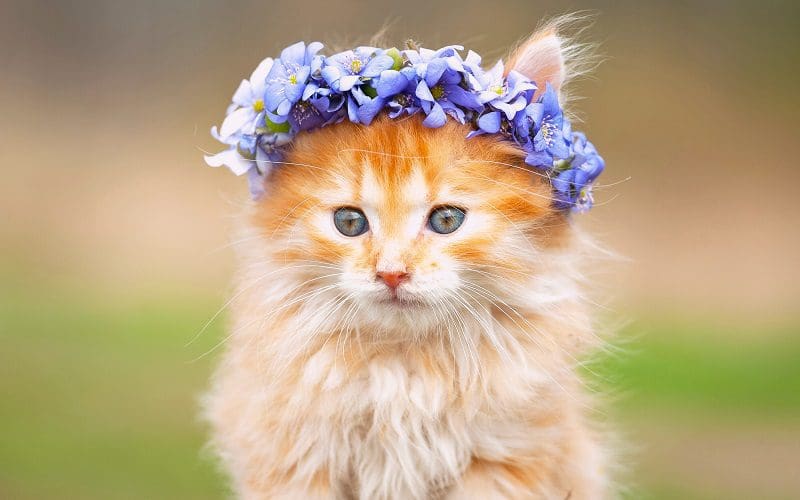 female cat with hippie cat name