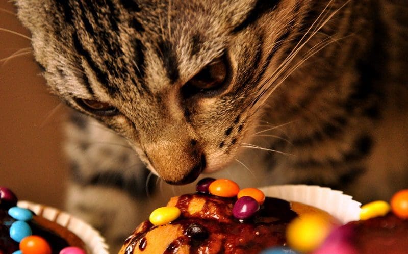 Food Names for Cats that Will Make Them Meow for More 9 male cat with candy cat name
