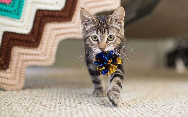 cat with a toy