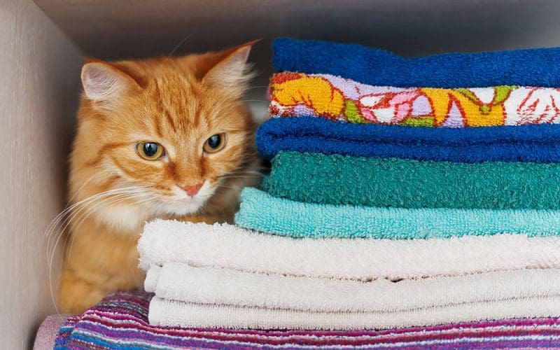 cat hiding in closet