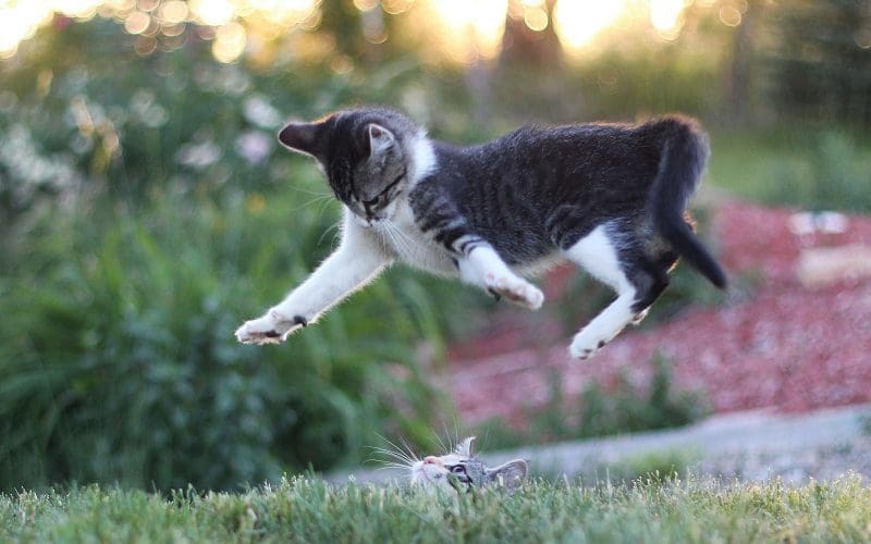 jumping cat