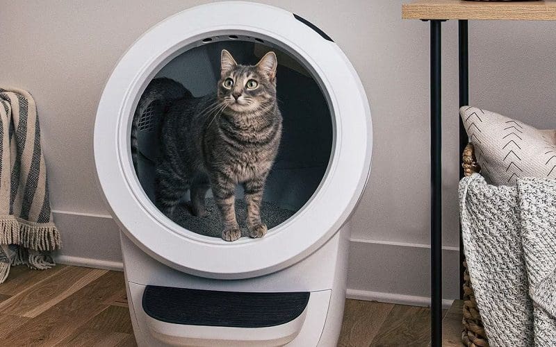 11 Best Cat Litter for Litter Robot for Easy Maintenance 11 cat in the litter robot