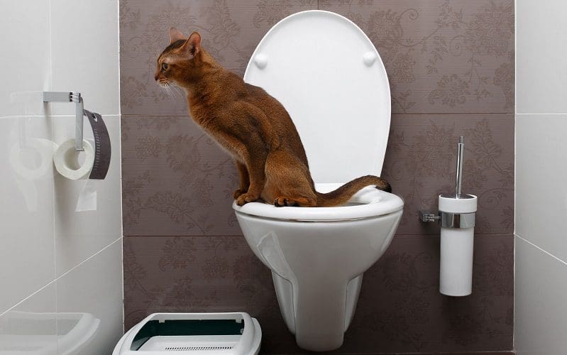 5 Awesome & Effective Tricks to Teach Your Cat Today 5 cat using toilet
