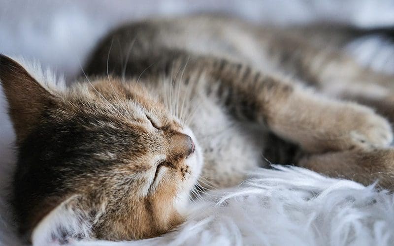 How Do Cats Choose Their Favorite Person? A Complete Guide 2 cat sleeping and purring
