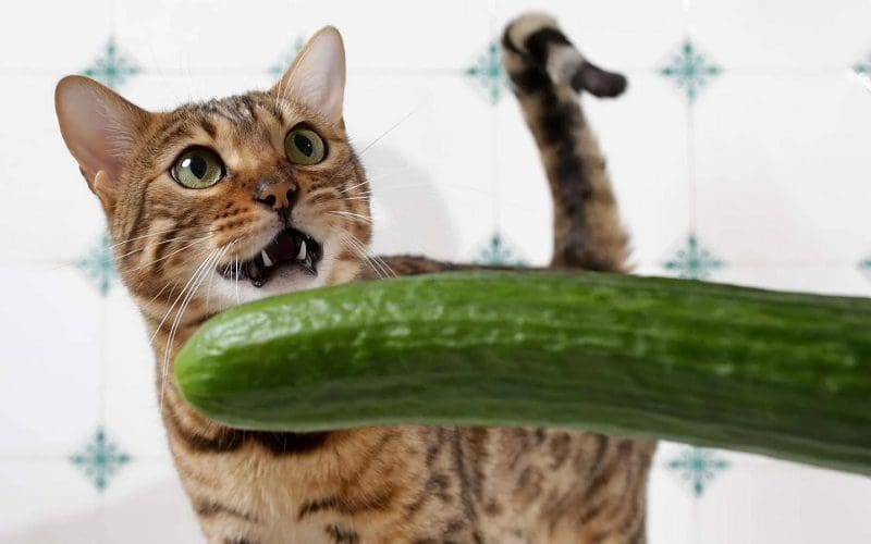 cat reaction to cucumber