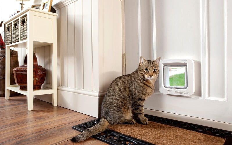 scared cat in front of the room