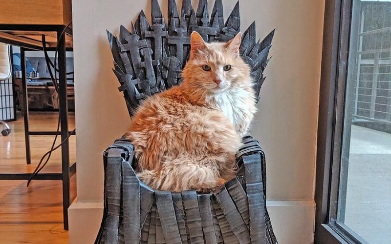 cat on the iron throne