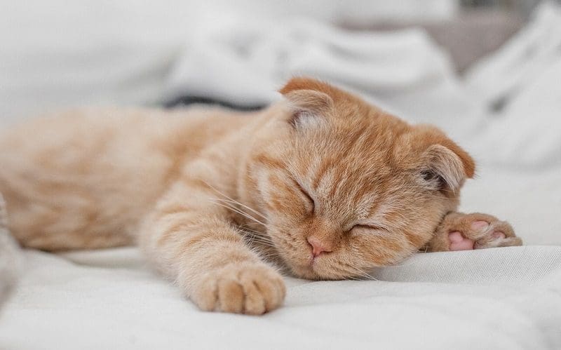 kitten sleeping
