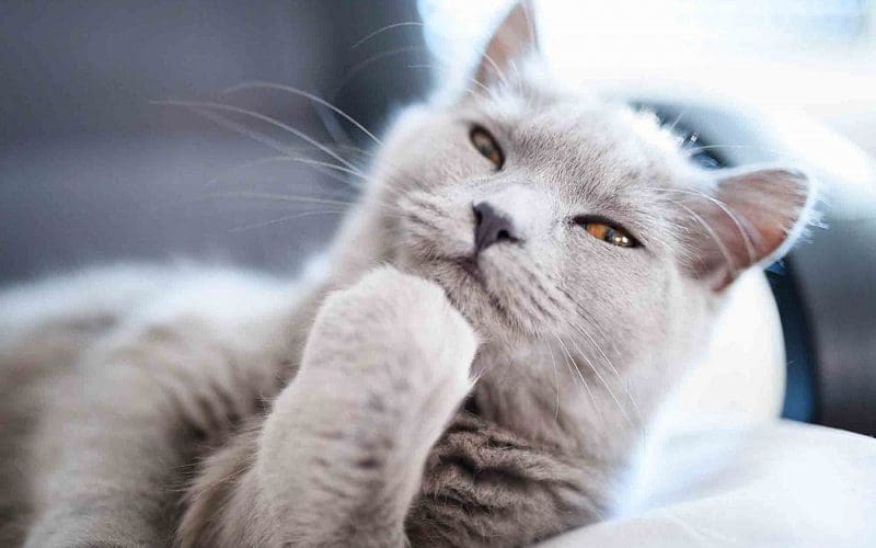 cat thinking