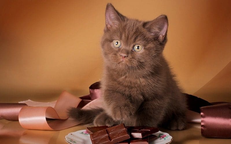 Food Names for Cats that Will Make Them Meow for More 10 female cat with candy cat name