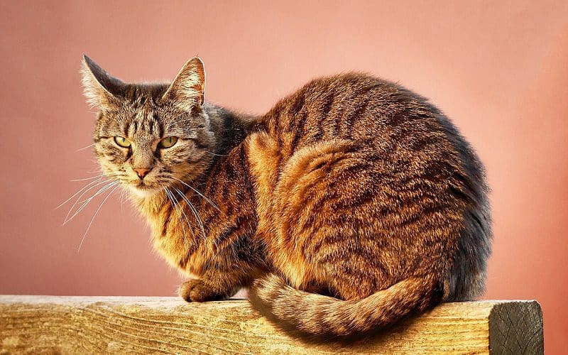 cat that has unisex latin cat name