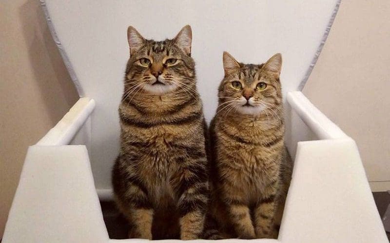 cats sitting on the iron throne