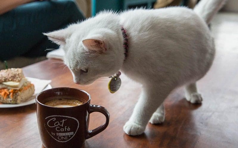 Food Names for Cats that Will Make Them Meow for More 8 female cat with coffee cat name