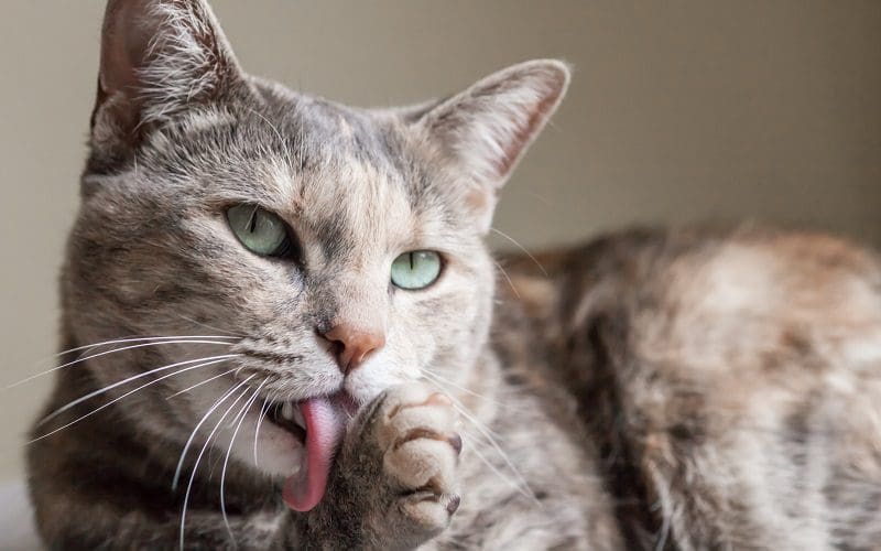 female cat that has latin cat name