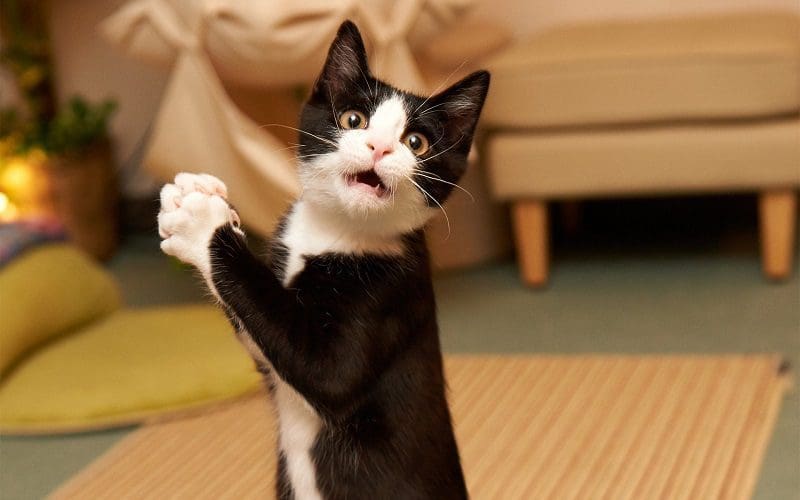 Food Names for Cats that Will Make Them Meow for More 2 female cat with funny food name