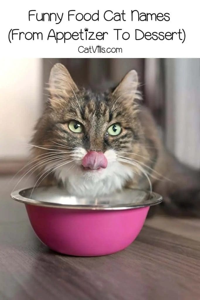 Food Names for Cats that Will Make Them Meow for More 11 Food Names for Cats that Will Make Them Meow for More