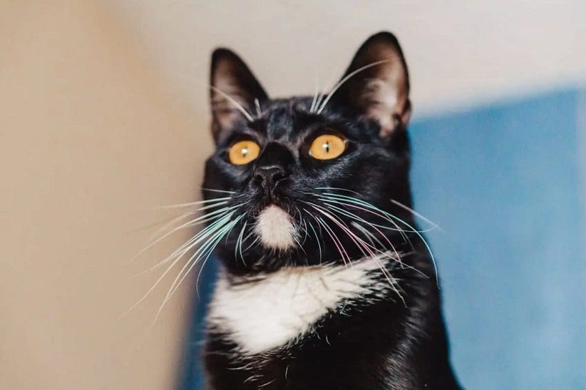 Food Names for Cats that Will Make Them Meow for More