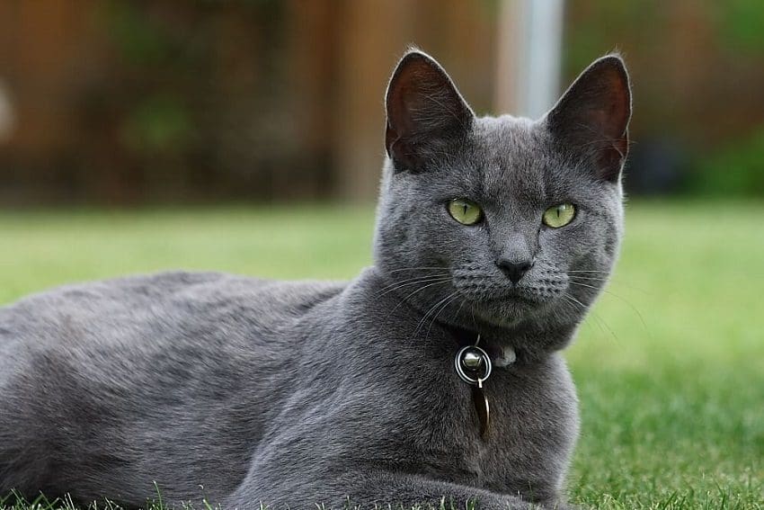 Revealing the Healthiest Cat Breed for a Long and Happy Life