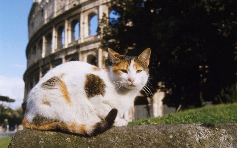 Food Names for Cats that Will Make Them Meow for More 6 female cat with italian food name