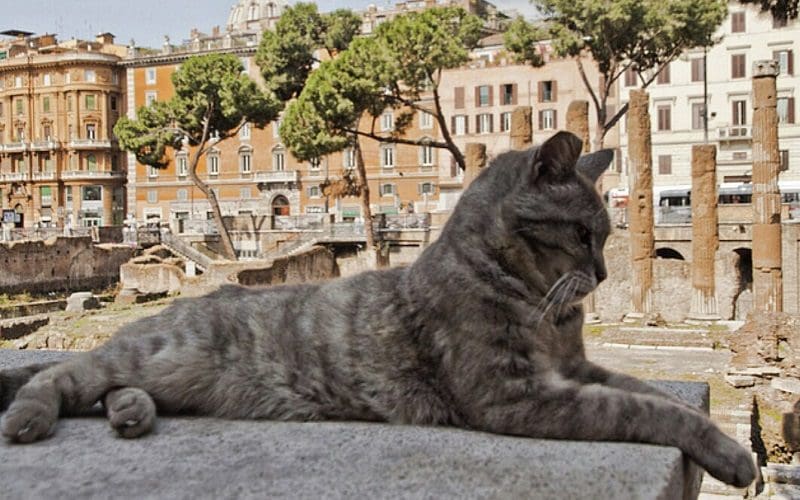 Food Names for Cats that Will Make Them Meow for More 5 male cat with italian food name