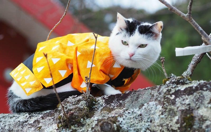 Food Names for Cats that Will Make Them Meow for More 4 female cat with japanese food name