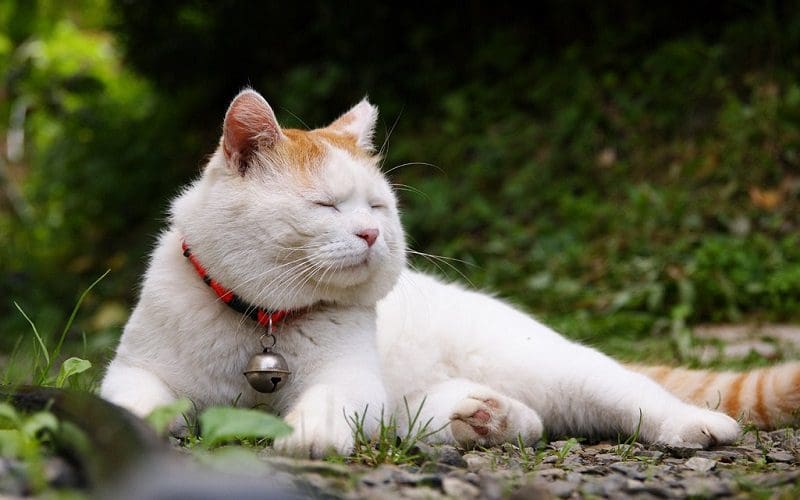 Food Names for Cats that Will Make Them Meow for More 3 male cat with japanese food name