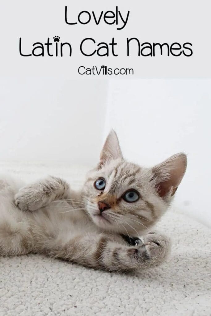 150 Latin Names for Cats That Echo History and Tradition