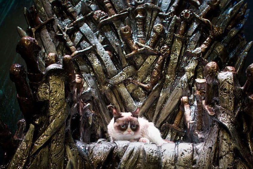 Legendary Game of Thrones Cat Names from the Seven Kingdoms