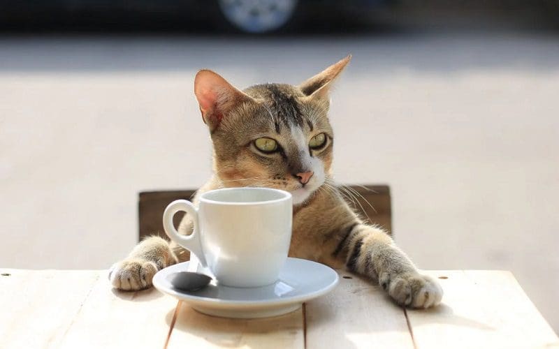 Food Names for Cats that Will Make Them Meow for More 7 male cat with coffee cat name