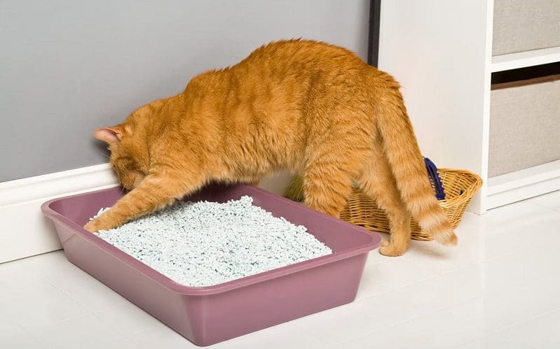 Paper Cat Litter: Gentle on Paws, Gentle on the Environment 5 paper cat litter