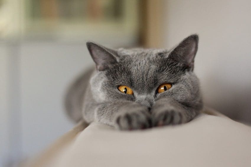 100 Sassy Cat Names That Are Just Loaded with Spunk