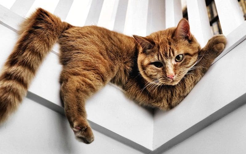 100 Sassy Cat Names That Are Just Loaded with Spunk 1 male cat with sassy name