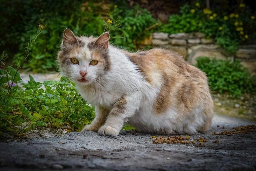 The Magic of Adopting a Stray Cat: Giving Hope a Home