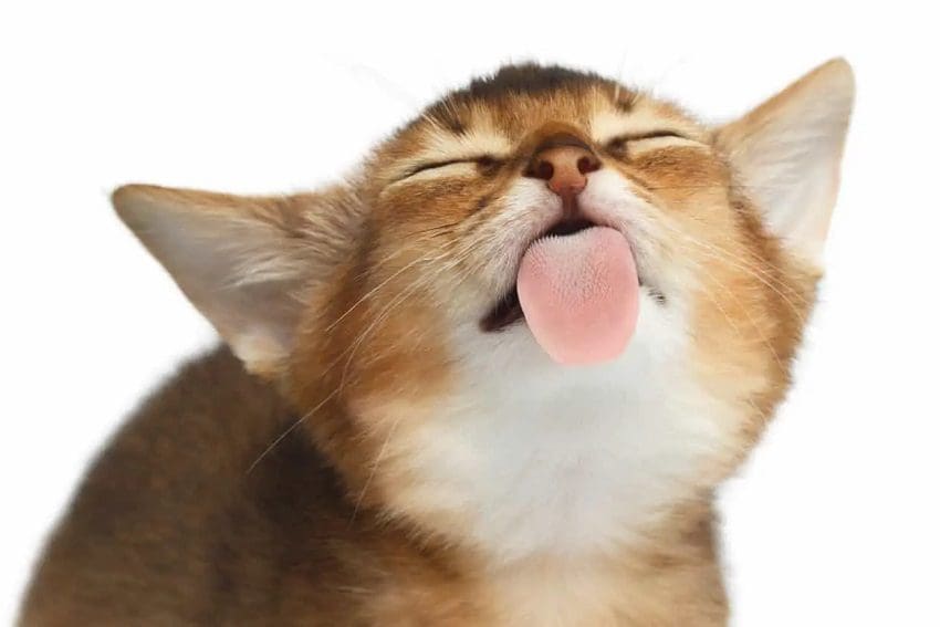 6 Reasons Why Does My Cat Lick My Hair Explained