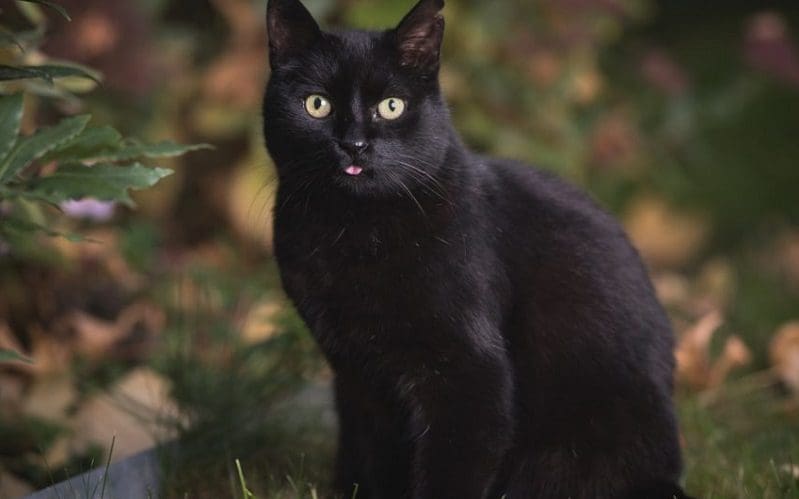 340+ Unique Black Cat Names That Will Suit Your Stealthy Companion 12 black American Shorthair cat