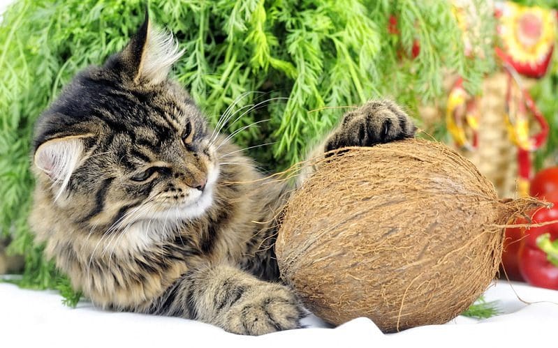 Home Remedies For Worms in Cats! Natural Dewormer For Cats 2 cat with coconut