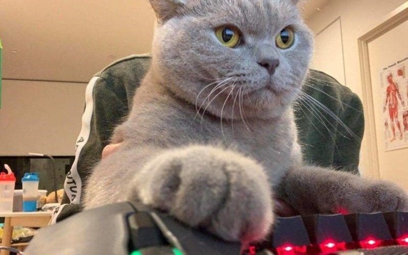 gamer cat