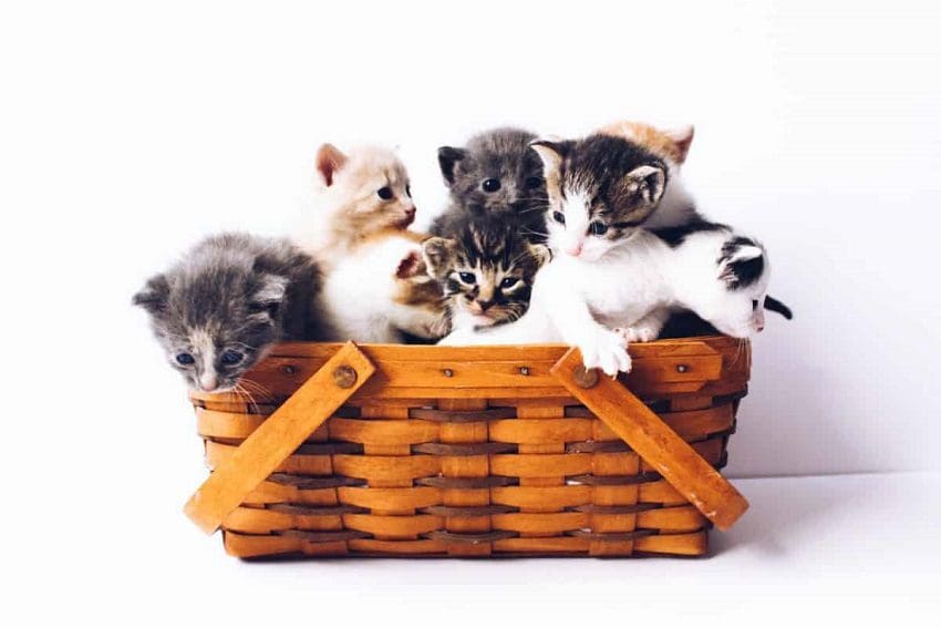 Elegant and Enchanting Cat Names that Start with E