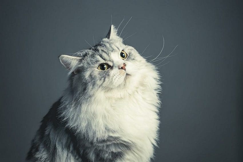5 Awesome & Effective Tricks to Teach Your Cat Today 2 5 Awesome & Effective Tricks to Teach Your Cat Today
