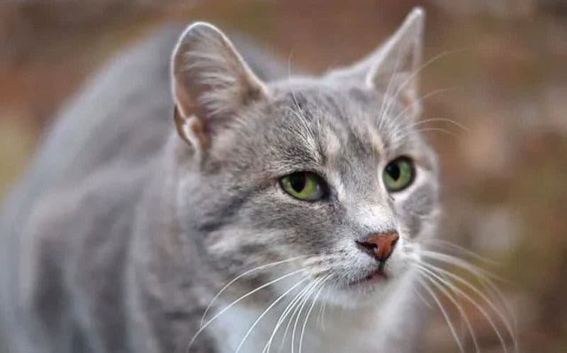 cat names that start with e for females