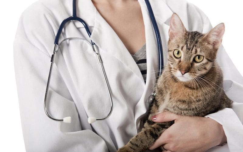 female cat with medical name