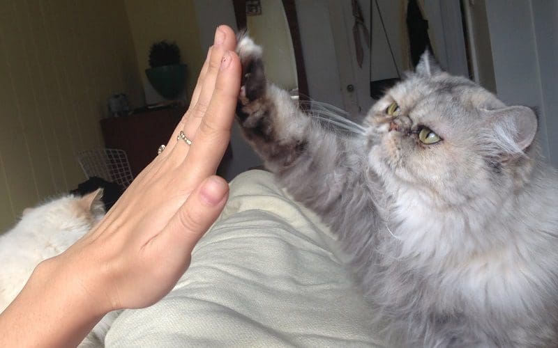 5 Awesome & Effective Tricks to Teach Your Cat Today 3 cat giving high five